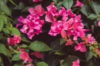 Mandevilla sanderi flowers