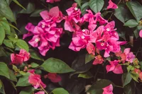 Mandevilla sanderi flowers