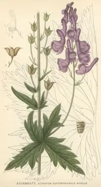 Northern Wolfsbane (Aconitum septentrionale) plant