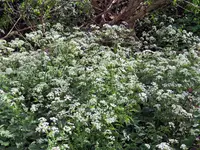 Cow Parsley