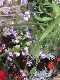 Purpletop vervain photo by a Botan App user