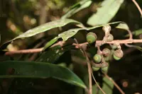 Aniba panurensis