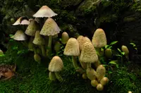 scaly ink cap (Coprinopsis variegata) plant