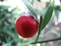 butcher's-broom (Ruscus aculeatus) plant