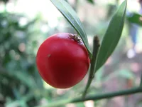 butcher's-broom (Ruscus aculeatus) plant