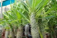 Pachypodium lamerei