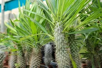 Pachypodium lamerei