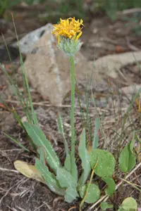 pale agoseris