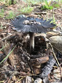 Star-capped Coprinus