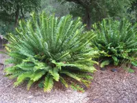 Natal giant cycad