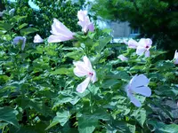 swamp rosemallow (Hibiscus grandiflorus) plant