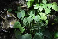 Peperomia lanceolatopeltata