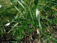 Common osier