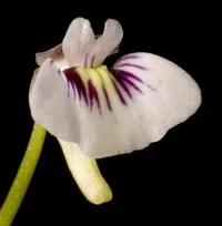 violet bladderwort