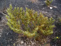 Zygophyllum fontanesii (Zygophyllum fontanesii) plant