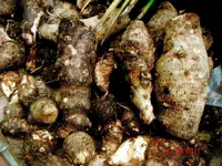 Arrowleaf elephant's ear
