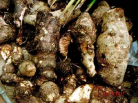 Arrowleaf elephant's ear