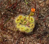 Pimpernel sundew