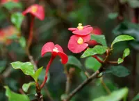 Thornless Crown of Thorns