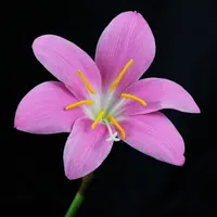 Rose Pink Zephyr Lily