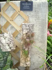 Sky plant (Tillandsia ionantha) plant