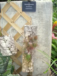 Sky plant (Tillandsia ionantha) plant