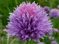 wild chives