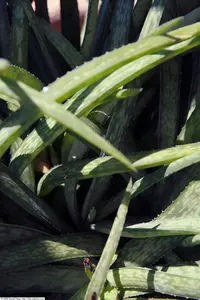Aloe amudatensis