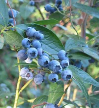 Highbush blueberry