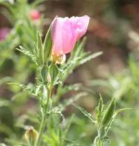fourwing evening primrose (Oenothera tetraptera) plant