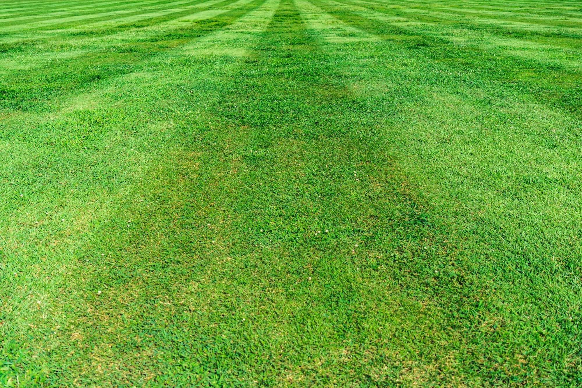 Best Time to Mow Lawn – Tip