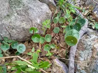 Peperomia bracteata