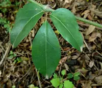 Bushveld Grape (Rhoicissus revoilii) plant