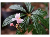 Begonia hemsleyana