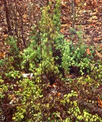 American climbing fern
