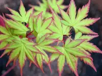 Japanese Maple