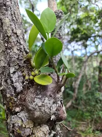 Hydnophytum moseleyanum