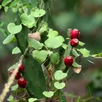 Opuntia bonaerensis (Opuntia bonaerensis) plant