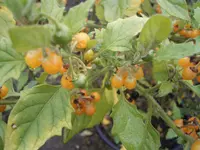 hairy nightshade