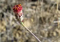 San Felipe dogweed