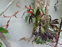 Tillandsia leiboldiana