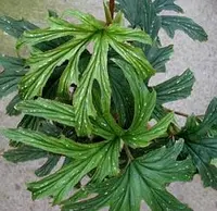 Begonia aconitifolia