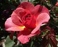 Rose (Rosa 'Cinco de Mayo') plant