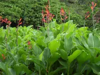 Canna indica in the garden