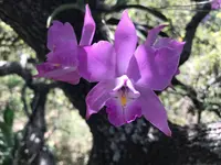 Laelia eyermaniana (Laelia eyermaniana) plant