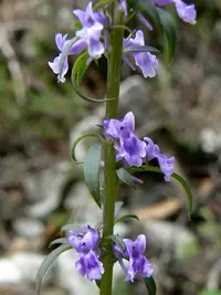 Daisy-leaved Toadflax