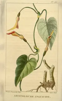 harlequin dutchman's pipe