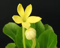 Hawaiian palm (Brighamia insignis) plant