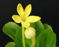 Hawaiian palm (Brighamia insignis) plant