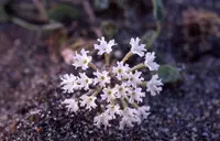 Wyoming sand verbena